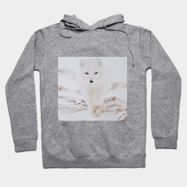 White wolf in the snow Hoodie by nghoangquang